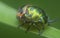 Close shot of the lychee shield bug