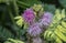 Close shot of Mimosa Invisa Giant Sensitive Plant Giant