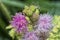 Close shot of Mimosa Invisa Giant Sensitive Plant Giant