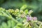 Close shot of Mimosa Invisa Giant Sensitive Plant Giant