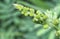 Close shot of Mimosa Invisa Giant Sensitive Plant Giant