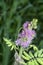 Close shot of Mimosa Invisa Giant Sensitive Plant Giant