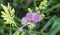 Close shot of Mimosa Invisa Giant Sensitive Plant Giant