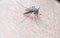 Close shot of mosquito feeding on human blood