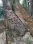 Close shot of natureal Termites Anthill On Concrete Fence Pole at the forest