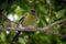 Close shot of New Zealand Bellbird