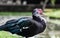 Close shot of a nice specimen of an Muscovy duck