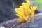 Close shot of the orangish dacryopinax spathularia fungi.