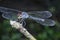Close shot of the orthetrum albistylum speciosum dragonfly.
