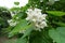 Close shot of panicle of white flowers of catalpa in June