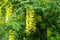 Close shot of panicle of yellow flowers of Laburnum anagyroides