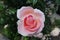 Close shot of pastel pink flower of rose in spring