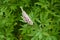 Close shot of pink flowers and buds of Vitex agnus-castus