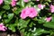 Close shot of pink flowers of Catharanthus roseus