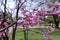 Close shot of pink flowers of Cercis canadensis