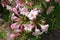 Close shot of pink flowers of Weigela florida in May