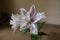 Close shot of pinkish white flower of double oriental lily
