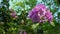 Close shot of purple rhododendron blooming in the garden