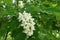 Close shot of raceme of white flowers of Robinia pseudoacacia in May