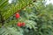 Close shot of red berries of taxus baccata