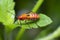 Close shot of the red Dysdercus cingulatus