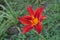 Close shot of red flower of Hemerocallis fulva in July