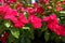 Close shot of red flowers of Catharanthus roseus