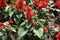 Close shot of red flowers of Salvia splendens in May