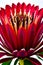 Close shot of a red protea white generated by ai