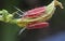 Close shot of a red pycanum rubens nymphs