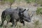 Close shot of a rhino walking in a dry grassy field with birds sitting on its back at daytime