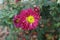 Close shot of ruby red and yellow flower of Chrysanthemum