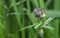 Close shot of the sida rhombifolia weed plant