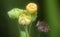 Close shot of the sida rhombifolia weed plant