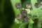 Close shot of the sida rhombifolia weed plant