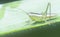 Close shot of the slender meadow katydid nymph