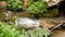 Close shot of small quaiet forest waterfall