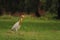 Close  shot of small white and yellow bird