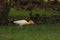 Close  shot of small white and yellow bird  with some moving shake affect