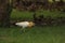 Close  shot of small white and yellow bird  with some moving shake affect