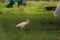 Close  shot of small white and yellow bird  with some moving shake affect