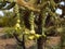 Close shot of staghorn cholla cactus in arizona