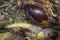 Close shot structure of the palm oil cluster fruits.