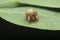 close shot of tiny orange-colored bird dung spider.