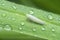 Close shot of the tiny white leafhopper