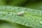 Close shot of the tiny white leafhopper