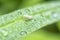 Close shot of the tiny white leafhopper