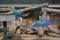 A CLOSE SHOT OF TWO BLUE MACAWS