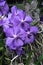 Close shot of Vanda coerulea - hawaiian blue orchid