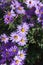 Close shot of violet flowers of Symphyotrichum dumosum